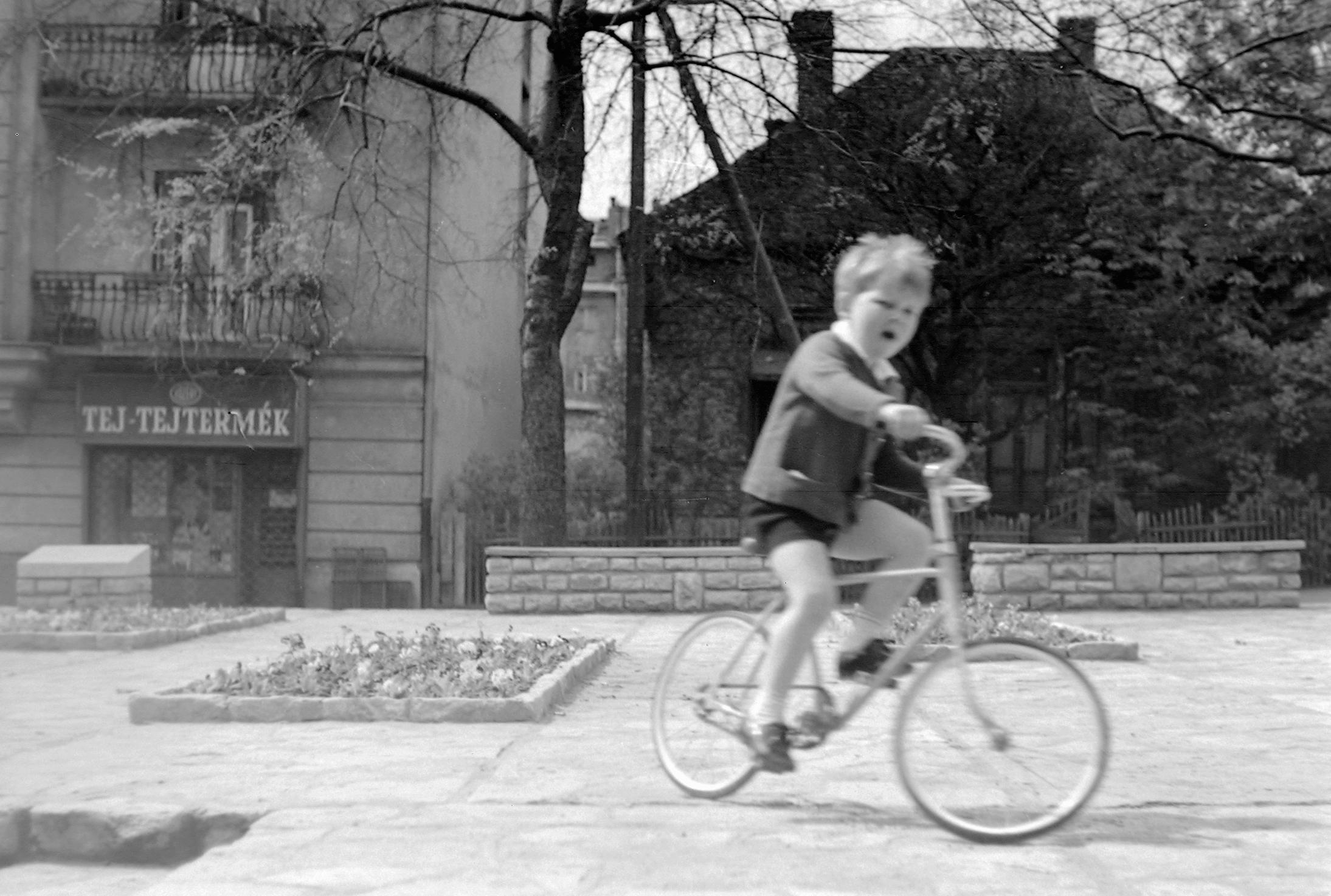 Egy kisfiú biciklizik a Királyhágó (akkor Joliot-Curie) téren az 1960-as évek elején. Háttérben látható egy Tejtermék bolt és a Nemzetközi Rózsakert emléktáblája.
